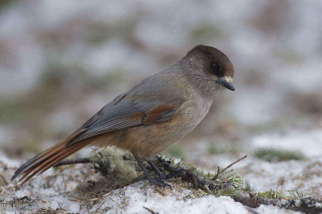 Siberian Jayadult, identification