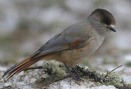 Siberian Jay