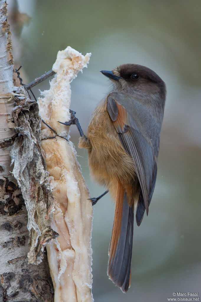 Siberian Jayadult, identification