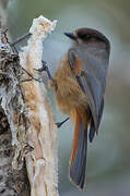 Siberian Jay