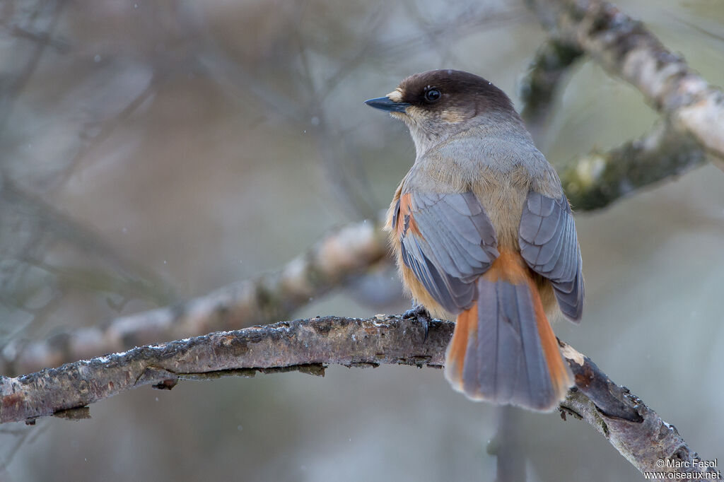 Siberian Jayadult, identification