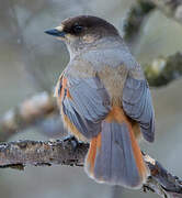 Siberian Jay