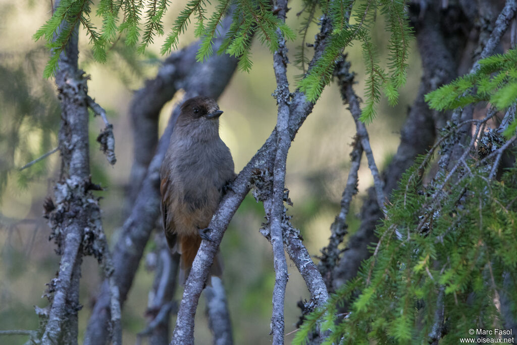 Siberian Jayadult, identification