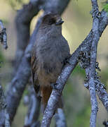 Siberian Jay