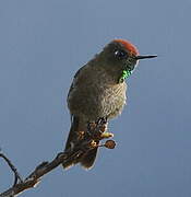 Rufous-capped Thornbill