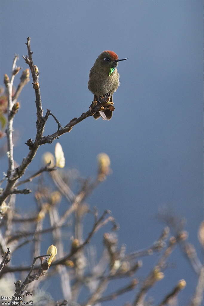 Rufous-capped Thornbill male adult, close-up portrait