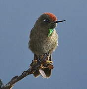 Rufous-capped Thornbill