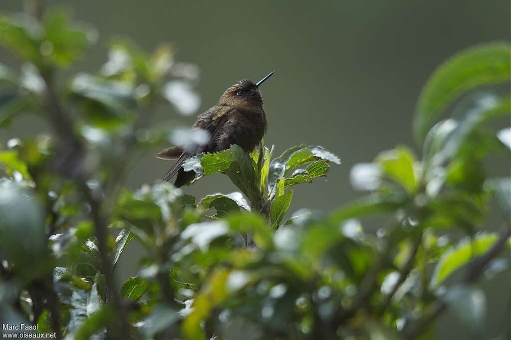 Coppery Metaltailjuvenile, identification