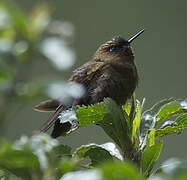 Coppery Metaltail