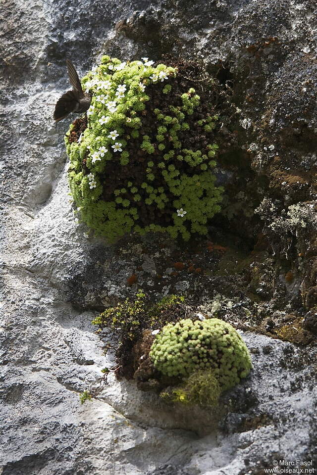 Métallure de Thérèse adulte mafa104982