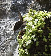 Coppery Metaltail