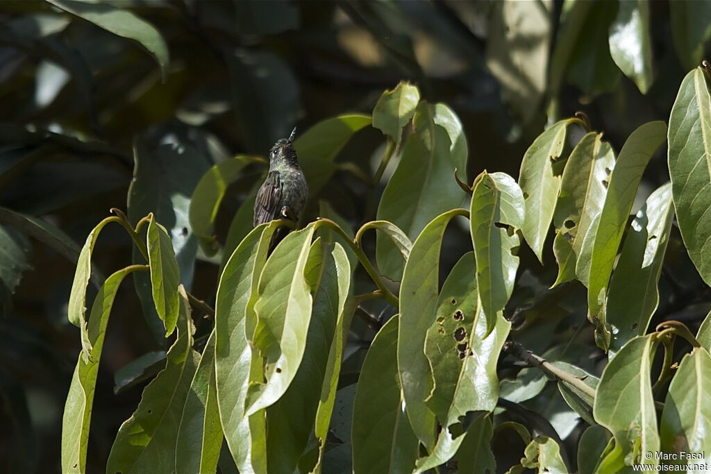 Tyrian Metaltail male adult breeding, identification