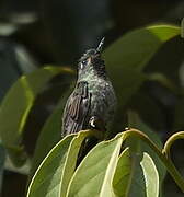 Tyrian Metaltail