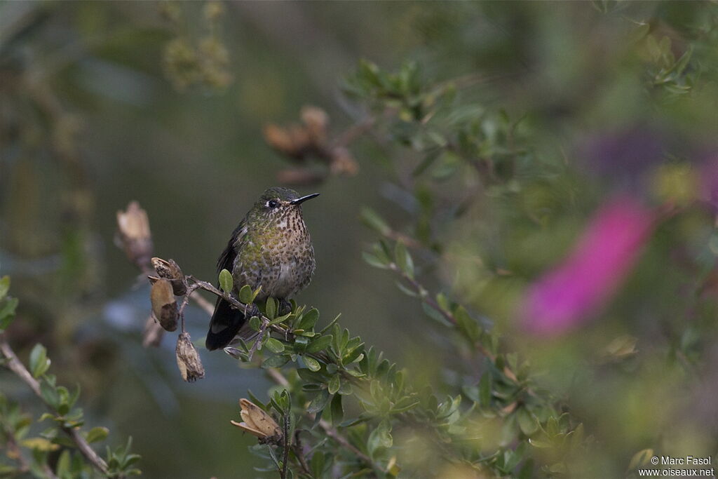 Tyrian Metaltail female adult, identification