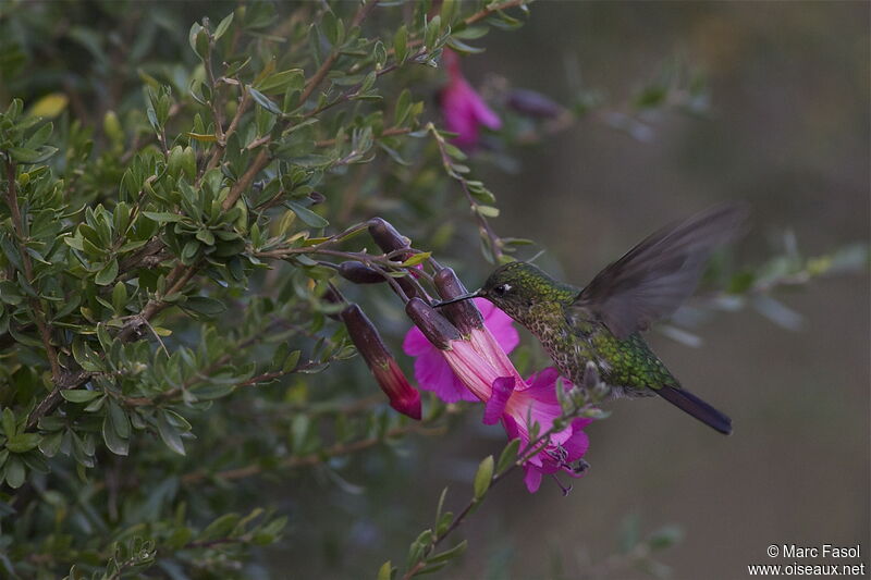 Tyrian Metaltail female adult, identification, Flight, feeding habits
