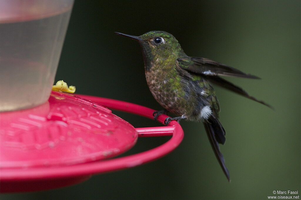 Tyrian Metaltail male adult, identification, feeding habits