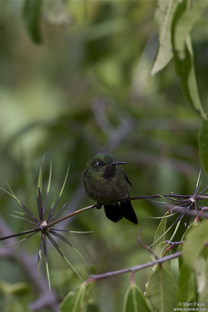 Tyrian Metaltailadult, identification