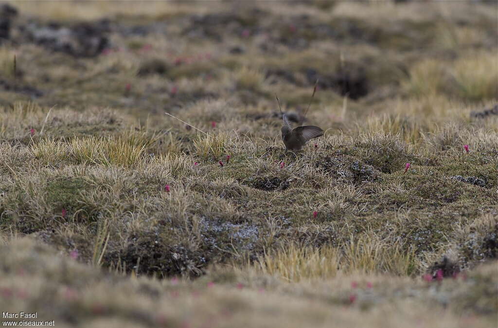 Olivaceous Thornbilladult, identification, Flight, Behaviour