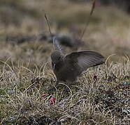 Olivaceous Thornbill