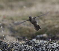 Olivaceous Thornbill