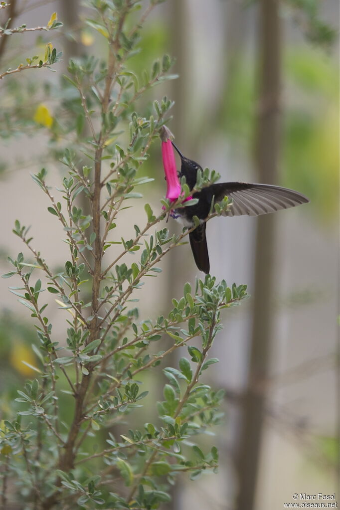 Black Metaltailadult, Flight, feeding habits, Behaviour