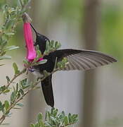 Black Metaltail