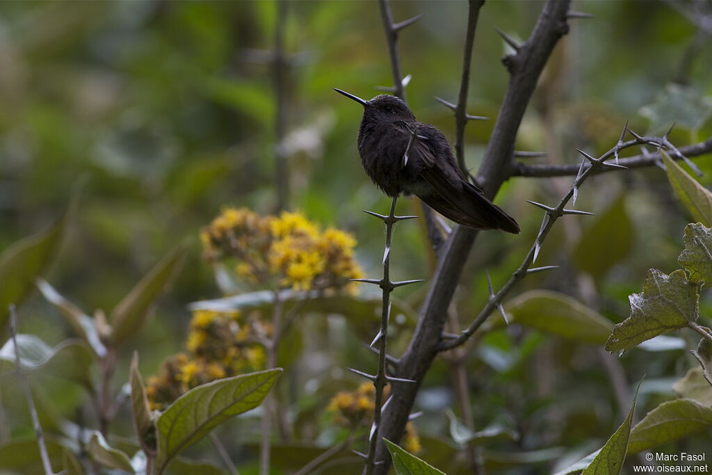 Métallure phébéadulte, identification