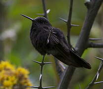 Black Metaltail