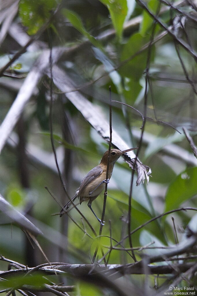 Trilling Gnatwrenadult breeding, identification, Behaviour