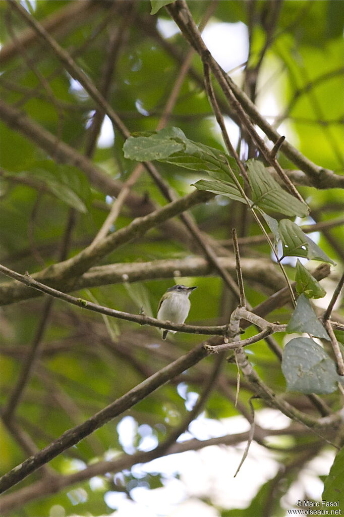 Short-tailed Pygmy Tyrantadult, Behaviour