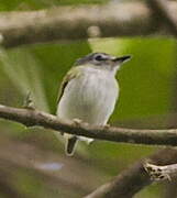 Short-tailed Pygmy Tyrant