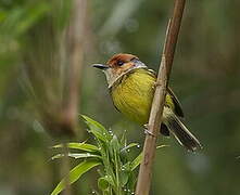 Rufous-crowned Tody-Flycatcher