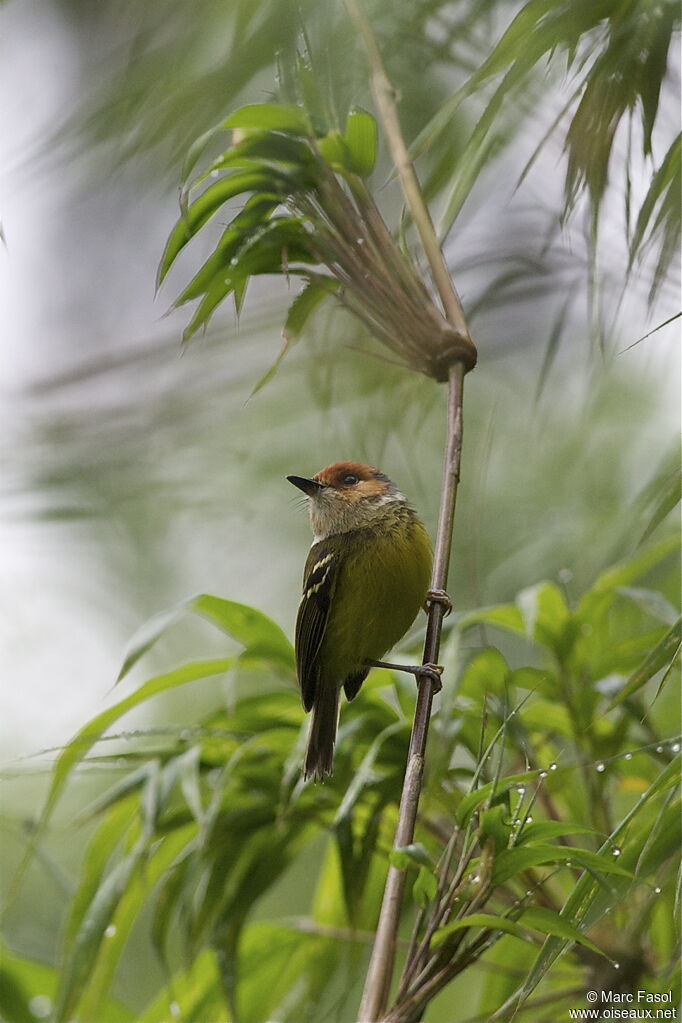 Rufous-crowned Tody-Flycatcheradult, identification