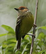 Rufous-crowned Tody-Flycatcher