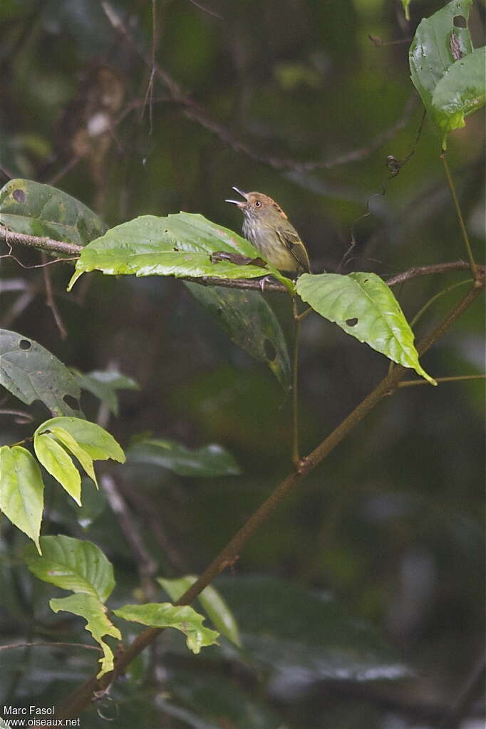 Scale-crested Pygmy Tyrantadult, habitat, song, Behaviour