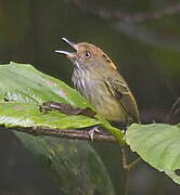 Scale-crested Pygmy Tyrant