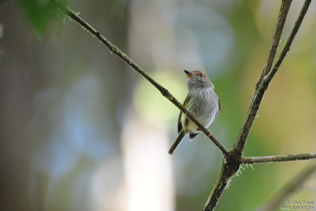 Scale-crested Pygmy Tyrantadult, identification