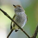 Microtyran chevelu