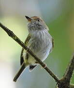 Scale-crested Pygmy Tyrant