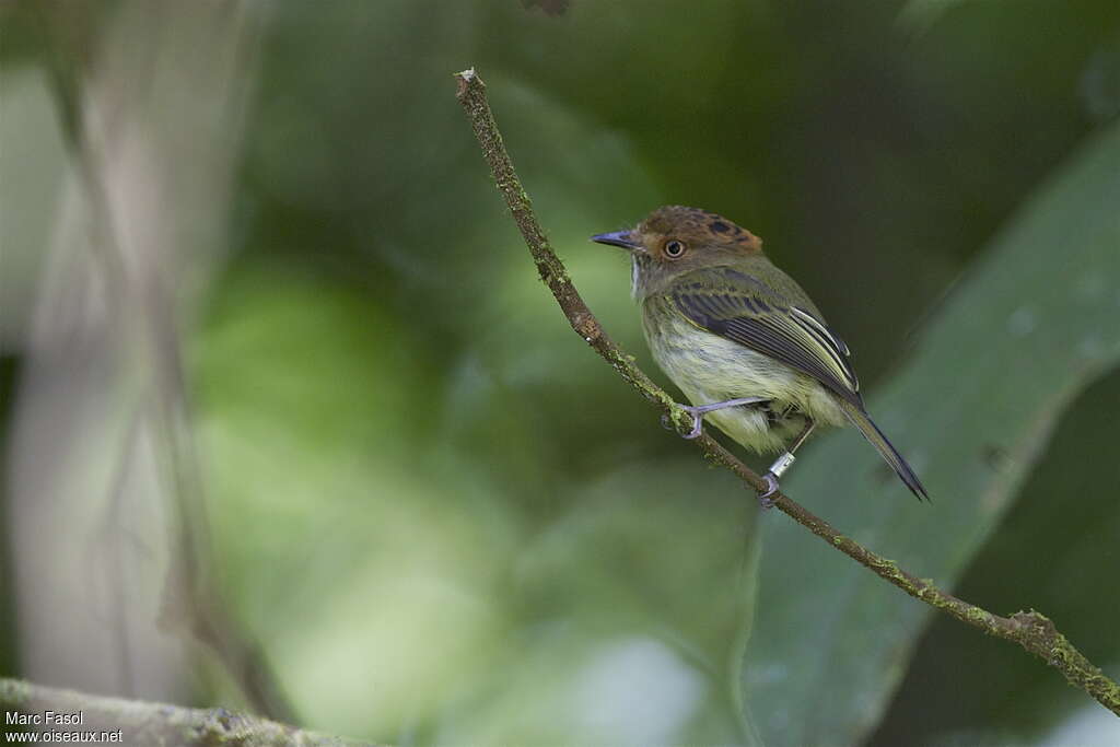 Scale-crested Pygmy Tyrantadult, identification