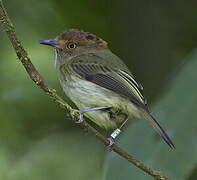 Scale-crested Pygmy Tyrant