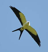 Swallow-tailed Kite