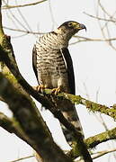 Hook-billed Kite