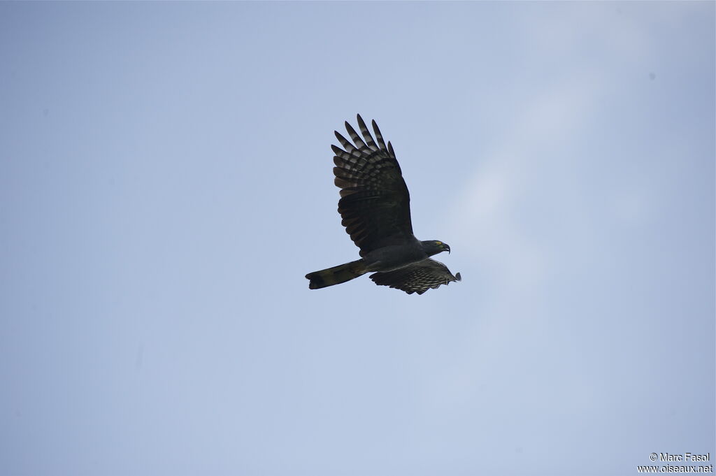 Hook-billed Kite male adult, Flight