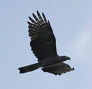 Hook-billed Kite