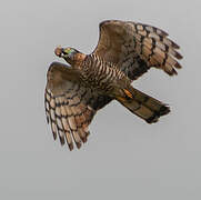 Hook-billed Kite