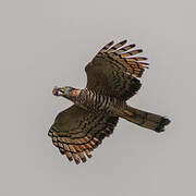 Hook-billed Kite