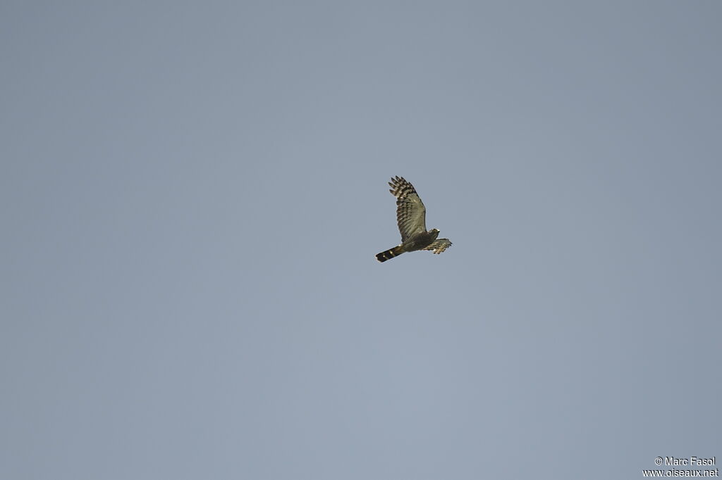 Double-toothed Kiteadult, Flight