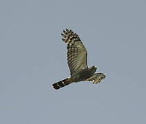 Double-toothed Kite