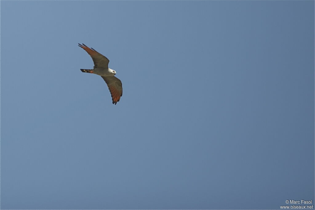 Plumbeous Kiteadult, Flight